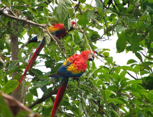 Corcovado Trekking Tour