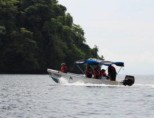 One Day Tour to Corcovado National Park